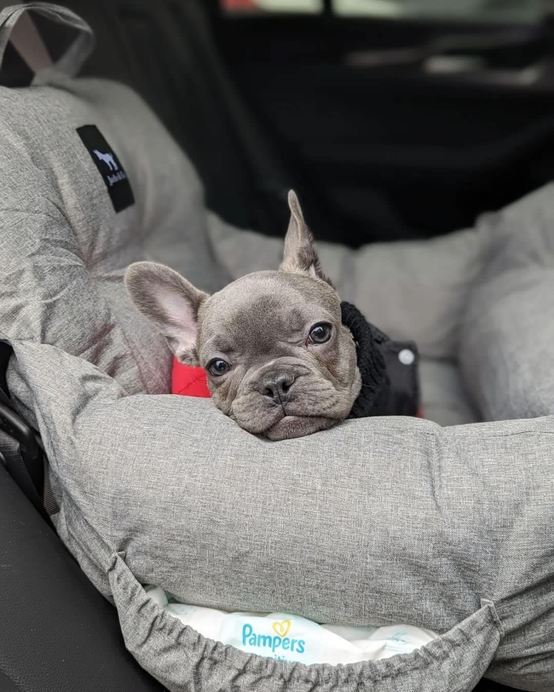 dog car seats with frenchie