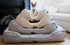 Dog sitting on a large, plush pet bed in a living room.