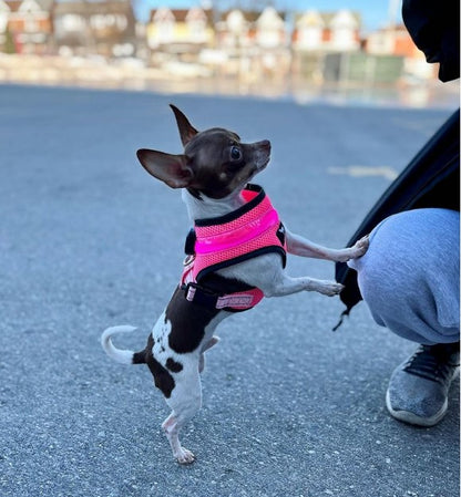 LED Dog Harnesses