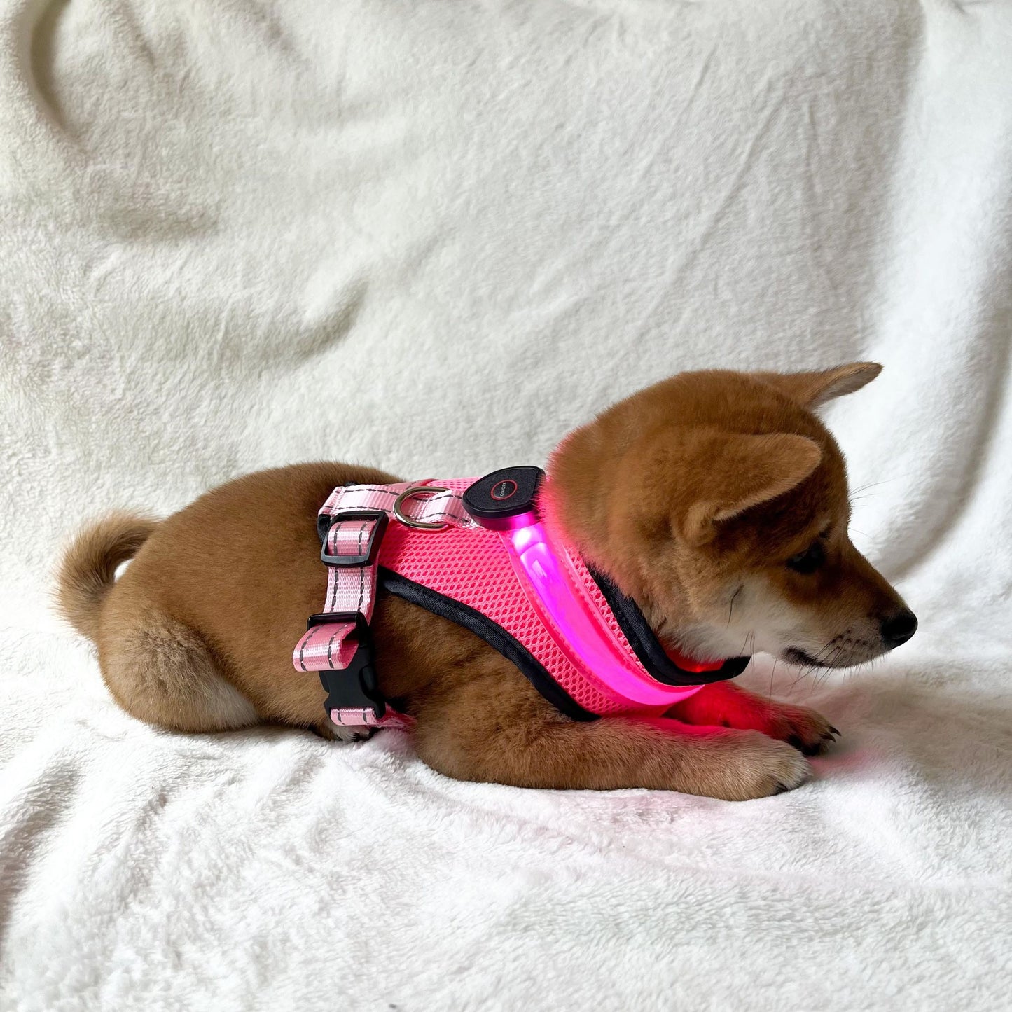 LED Dog Harnesses