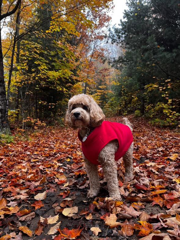 Dog Fleece Sweater with Leash Ring