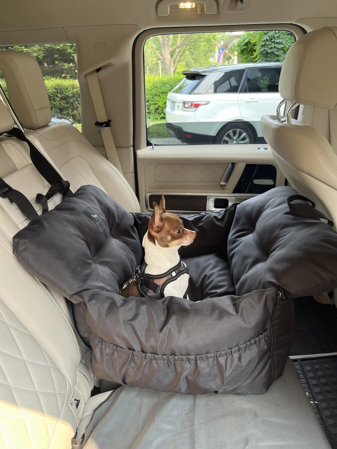 Car shop bed dog