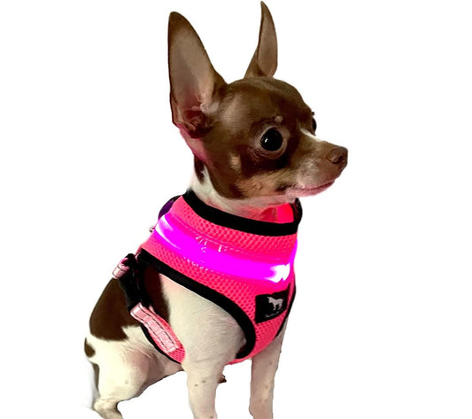 LED Dog Harnesses